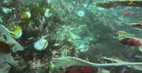 A fish swimming in the water

AI-generated content may be incorrect.