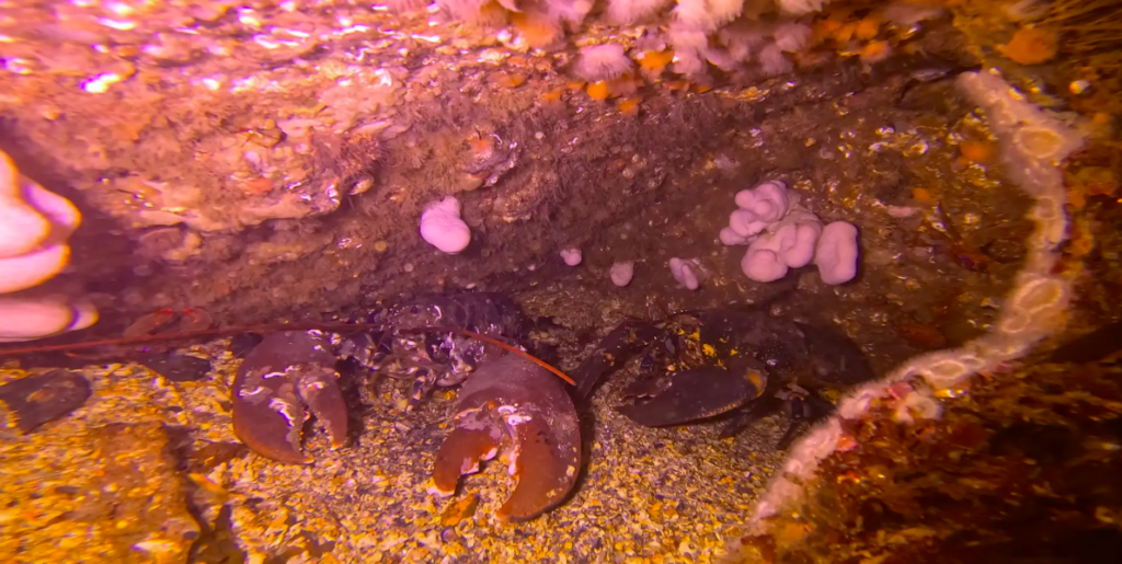 A lobster under water

AI-generated content may be incorrect.